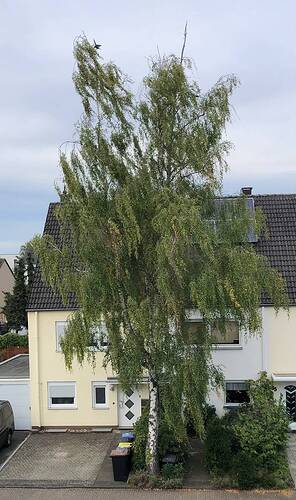 Baum.jpg