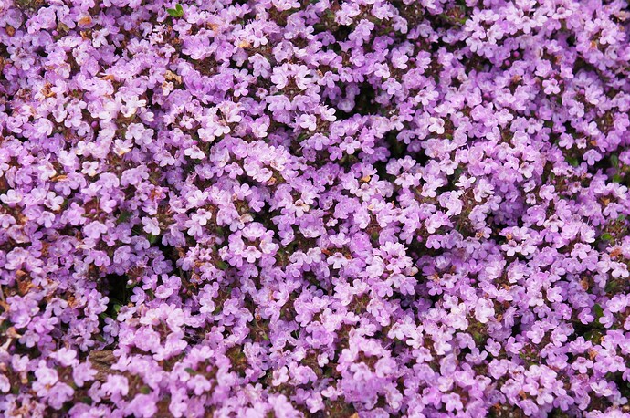 Thymus-praecox-Minor-Fruehlingstyhmian_01