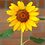 power2flower